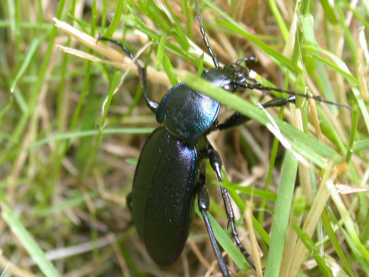 Carabus lefebvrei bayardi e purpurascens